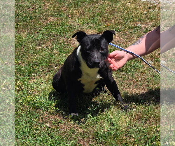 Medium Photo #2 Mutt Puppy For Sale in Yardley, PA, USA