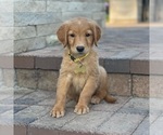 Small Photo #20 Golden Retriever Puppy For Sale in WOLCOTT, IN, USA