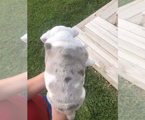 Medium Photo #7 Bulldog Puppy For Sale in OAK HILL, OH, USA