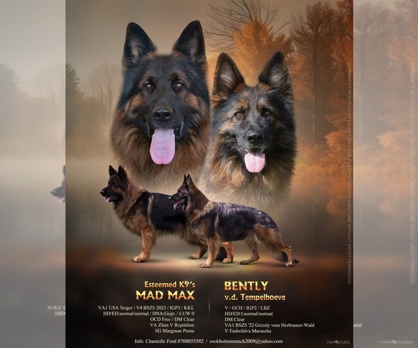 Medium Photo #1 German Shepherd Dog Puppy For Sale in MORRILTON, AR, USA