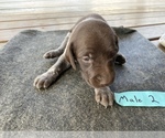 Small Photo #7 German Shorthaired Pointer Puppy For Sale in BATESVILLE, IN, USA