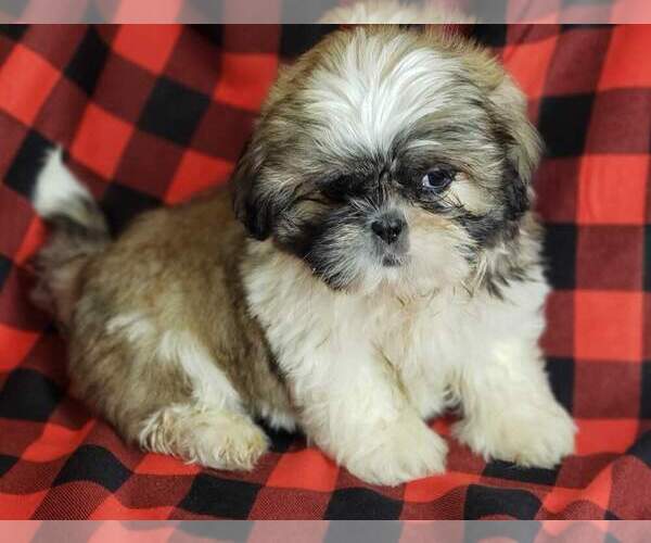 Medium Photo #1 Shih Tzu Puppy For Sale in MOUNTAIN GROVE, MO, USA