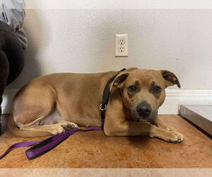 Mutt Dogs for adoption in Bolivar, MO, USA