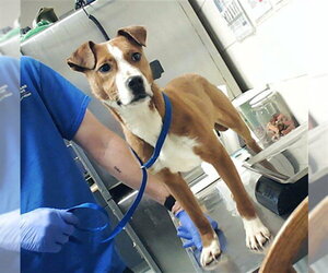 Labrador Retriever-Unknown Mix Dogs for adoption in Fayetteville, NC, USA