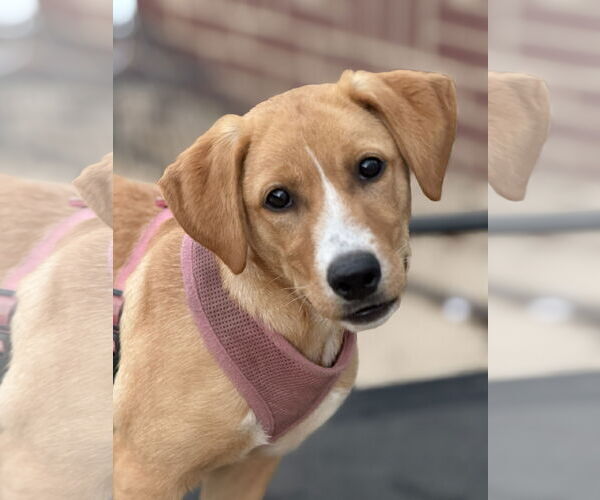 Medium Photo #2 Labralas Puppy For Sale in Attalka, AL, USA