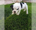 Small Photo #14 Olde English Bulldogge Puppy For Sale in NORTH LAS VEGAS, NV, USA