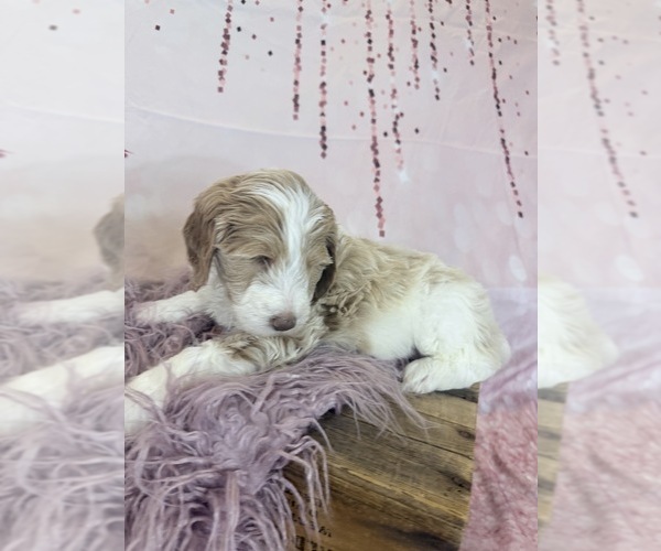 Medium Photo #28 Aussie-Poo-Goldendoodle Mix Puppy For Sale in COMMERCE, MI, USA