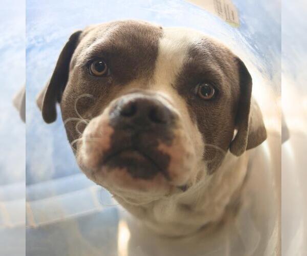 Medium Photo #1 Boxer-Unknown Mix Puppy For Sale in San Antonio, TX, USA