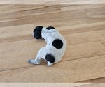 Small #7 German Shorthaired Pointer