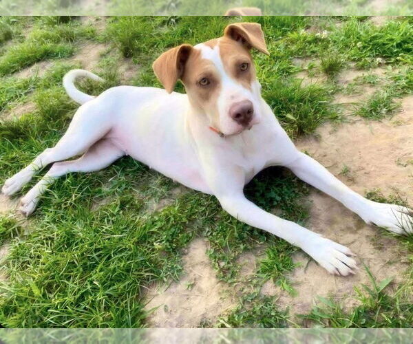 Medium Photo #1 Pointer-Unknown Mix Puppy For Sale in Alexander, AR, USA