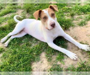 Pointer-Unknown Mix Dogs for adoption in Alexander, AR, USA