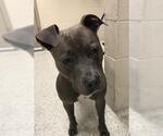 Small American Pit Bull Terrier