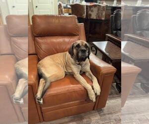 Mastiff Dogs for adoption in Edmond, OK, USA