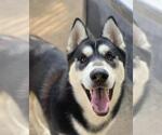 Small #1 Siberian Husky