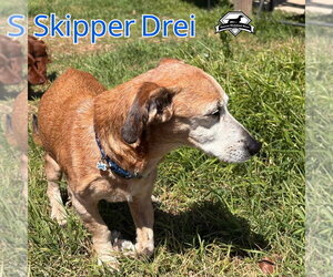 Skipper Drei - Male Chiweenie Dog for Adoption - Photo #7