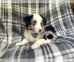Small #3 Miniature Australian Shepherd