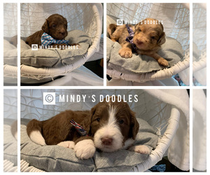 Aussie-Poo-Goldendoodle Mix Puppy for sale in HOLT, MO, USA