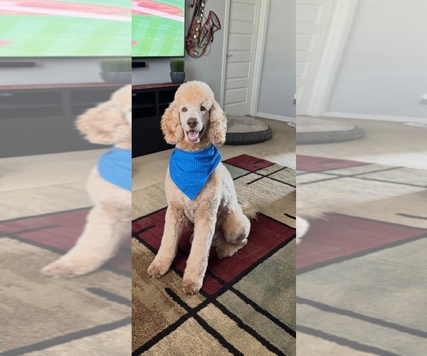 Medium Photo #1 Goldendoodle Puppy For Sale in PHOENIX, AZ, USA