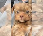 Small Photo #2 Shorkie Tzu Puppy For Sale in EDMOND, OK, USA