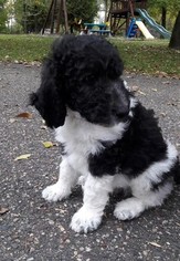Poodle (Standard) Puppy for sale in PRIOR LAKE, MN, USA