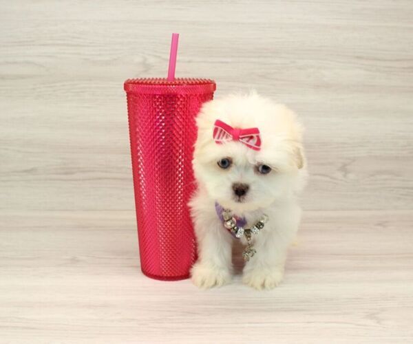 Medium Photo #8 Mal-Shi Puppy For Sale in LAS VEGAS, NV, USA