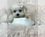 Small #12 Maltese