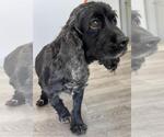 Small #5 Cocker Spaniel