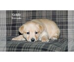 Small #3 Labrador Retriever