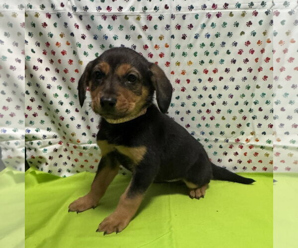 Medium Photo #3 Mutt Puppy For Sale in New Oxford , PA, USA