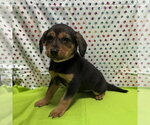 Small #2 Mutt
