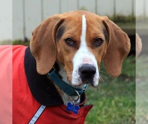 Henry - Male Treeing Walker Coonhound Dog for Adoption - Photo #3