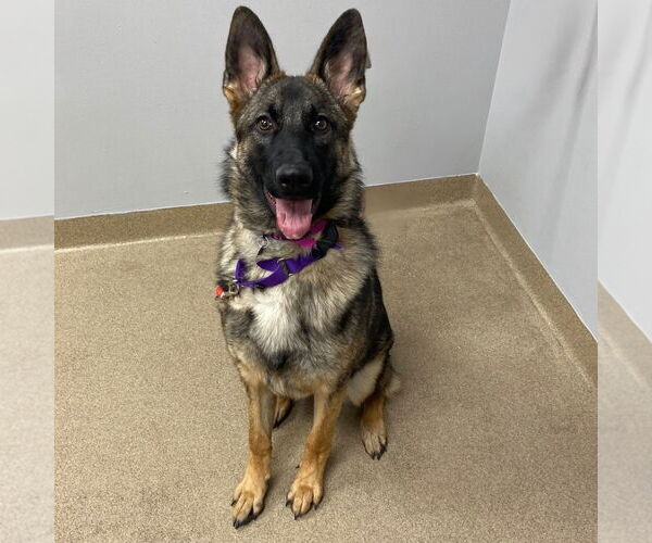 Medium Photo #1 German Shepherd Dog-Unknown Mix Puppy For Sale in Fort Collins, CO, USA