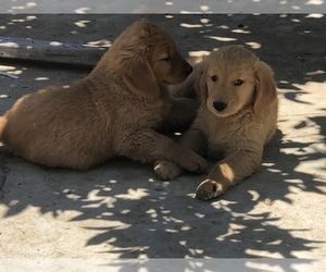 Golden Retriever Puppy for Sale in LA MESA, California USA