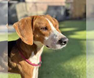 Twiggy - Male Treeing Walker Coonhound-Unknown Mix Dog for Adoption - Photo #2