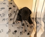 Small Photo #6 Great Dane Puppy For Sale in COLLINSVILLE, OK, USA