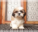 Small Shih Tzu