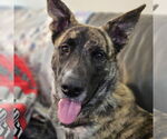 Small #3 Catahoula Leopard Dog Mix