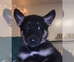 Small Photo #7 German Shepherd Dog Puppy For Sale in RICHMOND, VA, USA