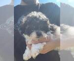 Small Photo #15 Zuchon Puppy For Sale in SPENCER, TN, USA