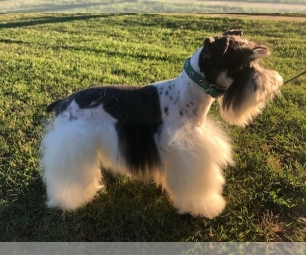 Medium Photo #1 Schnauzer (Miniature) Puppy For Sale in BIG CABIN, OK, USA