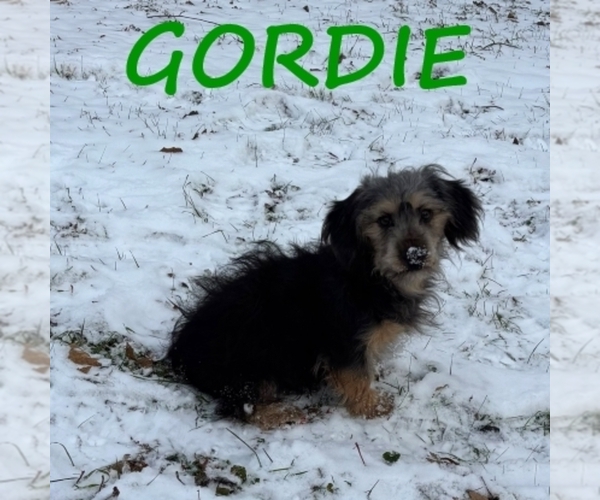 Medium Photo #1 Shorkie Tzu Puppy For Sale in HARTLAND, MN, USA