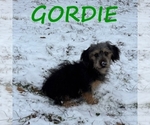 Image preview for Ad Listing. Nickname: Gordie
