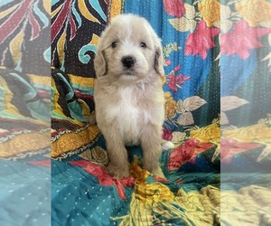 Medium Bernedoodle