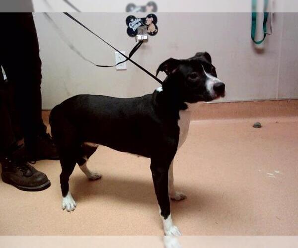 Medium Photo #1 American Pit Bull Terrier-Unknown Mix Puppy For Sale in Martinez, CA, USA
