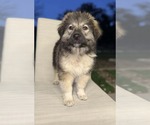 Small #1 Wheaten Terrier Mix