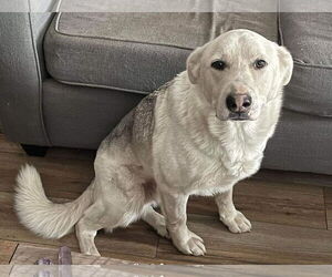Toby - Male Mutt Dog for Adoption - Photo #6