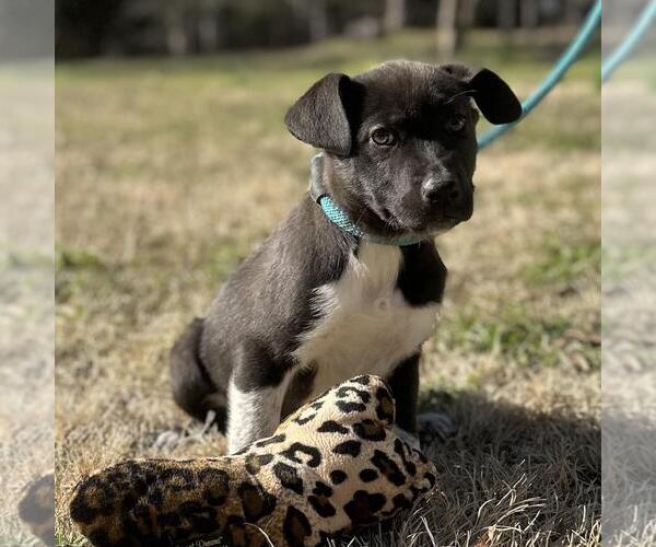 Medium Photo #2 Labrador Retriever-Unknown Mix Puppy For Sale in Yardley, PA, USA