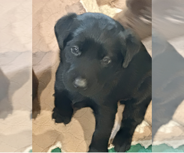 Medium Photo #4 Labrador Retriever Puppy For Sale in CAPITOLA, CA, USA
