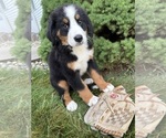 Small #1 Bernese Mountain Dog