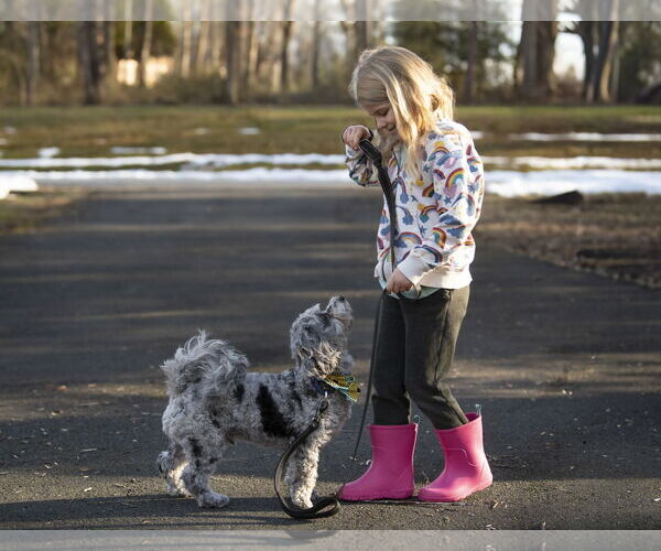 Medium Photo #5 Shih Tzu-Unknown Mix Puppy For Sale in Arlington, VA, USA